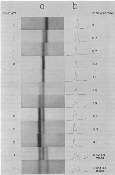 Profils radiographiques d'incorporation de l'Azote